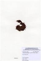 藏品(縱胞藻)的圖片